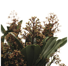 Närbild av blommande japanskt brakved med blad