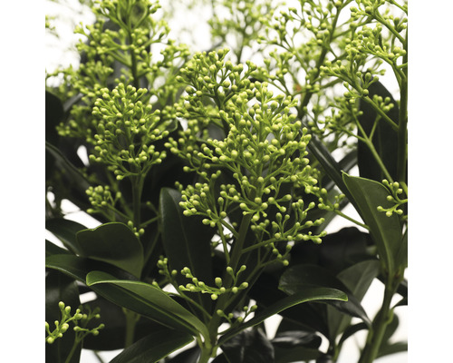 Närbild av en Skimmia med blad och blomknoppar.