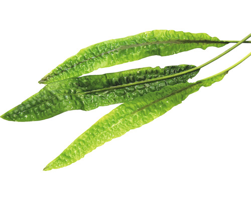 Älghornsbräken mot vit bakgrund