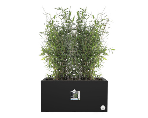 Bambu i rektangulär planteringslåda