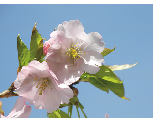 Närbild av rosa körsbärsblommor med gula ståndare mot en blå himmel