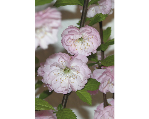 Närbild av ett prydnadskörsbärsträd med rosa blommor och gröna blad.