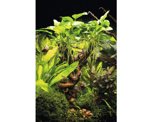 Akvarium med vattenväxter och fiskar