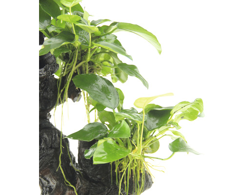 Akvarieväxt på trärot