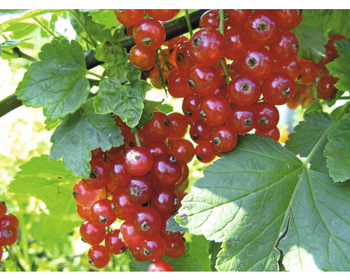Röda vinbär uppstammade FLORASELF Bio Ribes rubrum 'Jonkheer van Tets' 80-100cm Co 5L