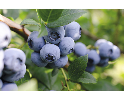 Ekologiskt blåbär FLORASELF Bio Vaccinium corymbosum 'Bluecrop' ca 40cm Co 2L Närbild av blåbär på buske