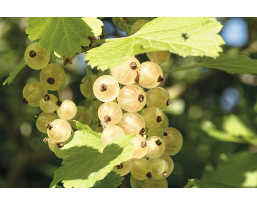 Vita vinbär stam FLORASELF Bio Ribes rubrum 'Weiße Versailler' ca 140cm Co 5L