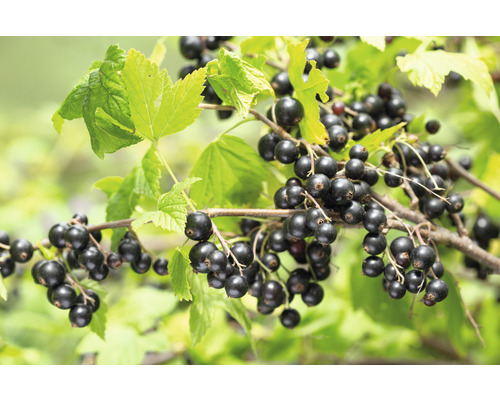 Svarta vinbär uppstammade FLORASELF Bio Ribes nigrum 'Titania' 80-100cm Co 5L
