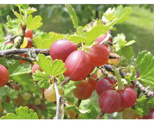 Taggigt krusbär stammat FLORASELF Bio Ribes uva-crispa 'Captivator' Co 5L
