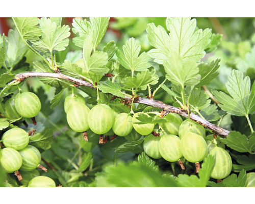 Grönt krusbär stammat FLORASELF Bio Ribes uva-crispa 'Mucurines' Co 5L