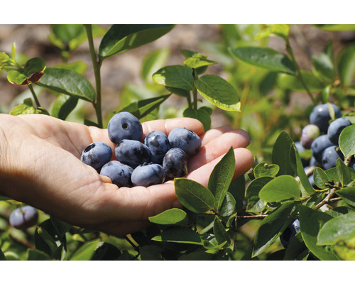 Ekologiska stora blåbär FLORASELF Bio Vaccinium corymbosum 'Chandler' 30-40cm Co 3L