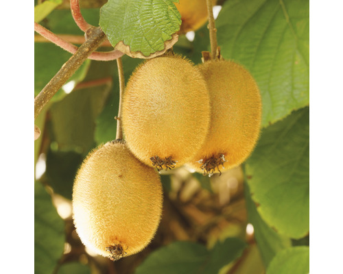 Kiwi FLORASELF Bio Actinidia deliciosa 'Jenny' ca 90cm Co 3L självbefruktande