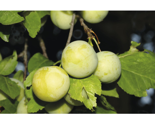 Ekologiskt plommon självfertilt FloraSelf Bio Prunus 'Oullins Reneklode' 60-80cm co 5L terrass