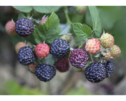 Bio sommarhallon törnlös FLORASELF Bio Rubus idaeus x neglectus 'Glen Coe' Co 2L Närbild av björnbär på en gren med blad