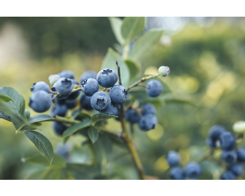 Amerikanska blåbär FLORASELF Bio Vaccinium corymbosum 'Spartan' ca 40cm Co 3L Närbild av blåbär på busken