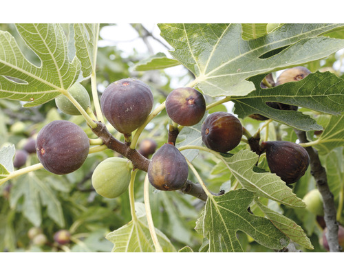 Fikonträd FLORASELF Bio Ficus carica 'Perretta' ca 40cm Co 3L tidig, självbefruktande