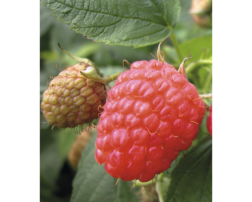 Ekologiska hösthallon Hof:Obst Rubus idaeus 'Aroma Queen' 30-40cm Co 3,4L kraftig buske, bildar få utlöpare, mycket produktiv