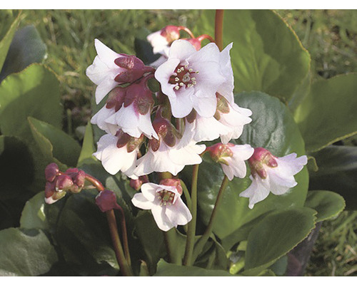 Blomma av bergonia i detalj