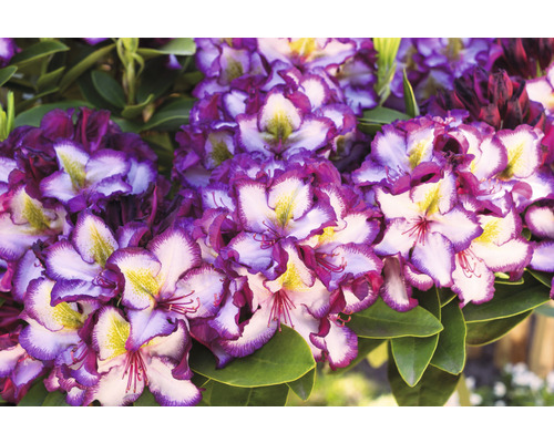 Närbild av en rhododendronblomma med lila och vita kronblad