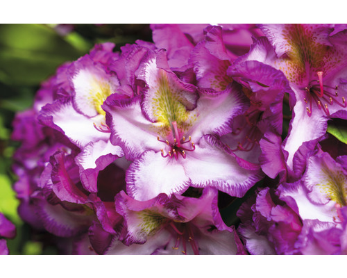 Närbild av en rhododendronblomma