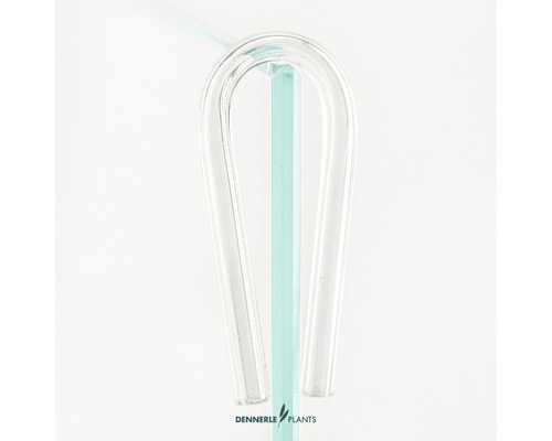 Dennerle Plants Bubbelräknare av glas för akvarier