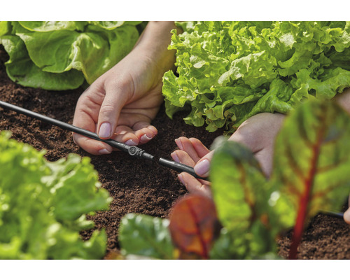 Trädgårdsbevattningssystem läggs mellan salladsplantor