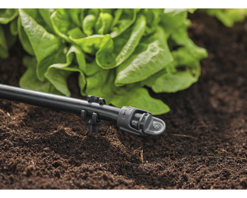 Bevattningssystem med droppslang och salladsplanta i trädgårdsjord