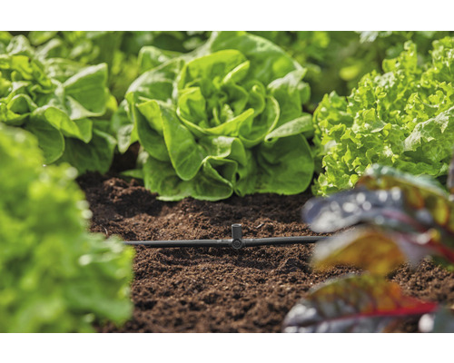 Grönsaksträdgård med salladsplantor och bevattningssystem