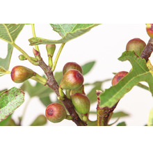 Fikonträdsgren med mogna frukter och gröna blad