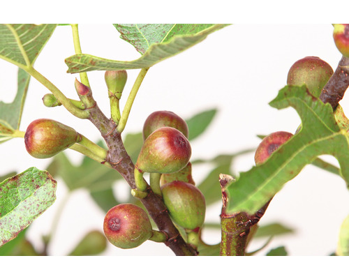 Fikonträdsgren med mogna frukter och gröna blad