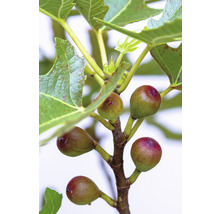 Fikonkvist med omogna frukter och gröna blad