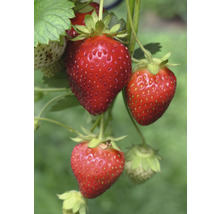 Jordgubbsplanta med mogna och omogna frukter