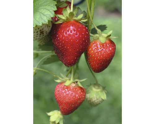 Jordgubbsplanta med mogna och omogna frukter