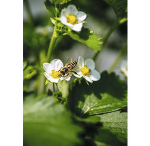 Bi på jordgubbsblomma