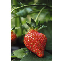 Närbild av en enda mogen jordgubbe på plantan.