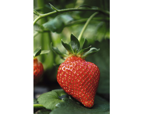Närbild av en enda mogen jordgubbe på plantan.