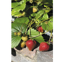 Jordgubbsplanta med mogna och omogna jordgubbar