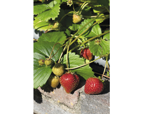 Jordgubbsplanta med mogna och omogna jordgubbar