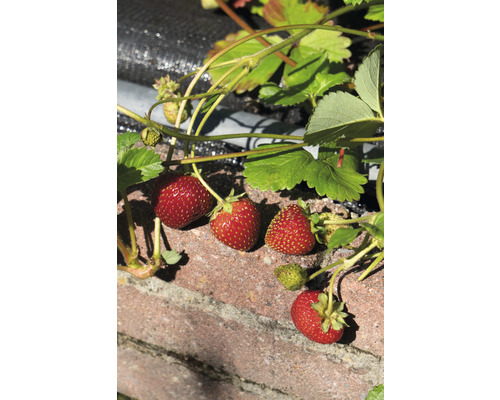 Jordgubbar växer på en vägg i trädgården.