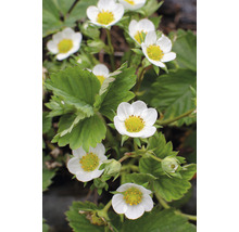 Jordgubbsplanta med vita blommor och gröna blad