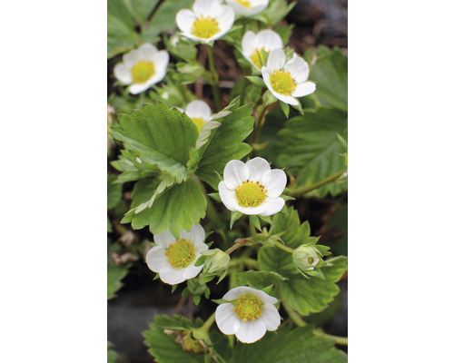 Jordgubbsplanta med vita blommor och gröna blad