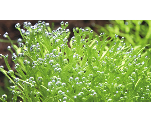 Närbild av javamosa med syrebubblor