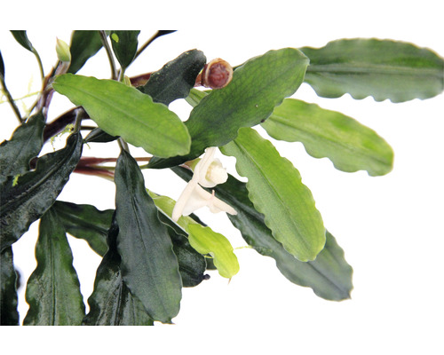 Närbild av akvarieväxten Bucephalandra med blomma och blad.