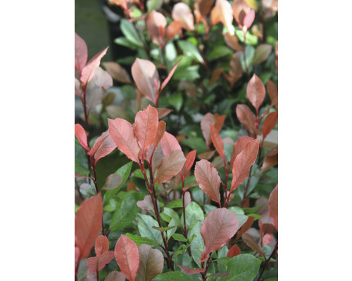 Photinia Fraseri Red Robin häck