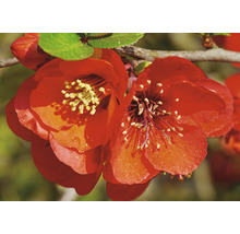 Närbild av rödblommande rosenkvitten.
