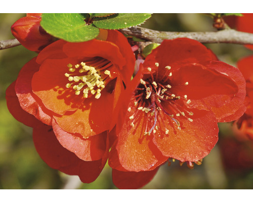 Närbild av rödblommande rosenkvitten.