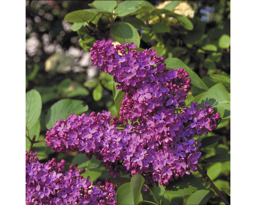 Blomställning av vanlig syren med blad
