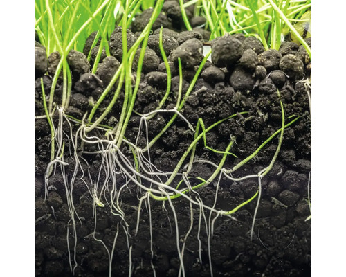 Närbild av akvarieväxtrötter i substratet