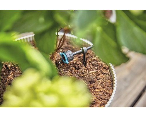 Droppbevattning i bruk mellan växter