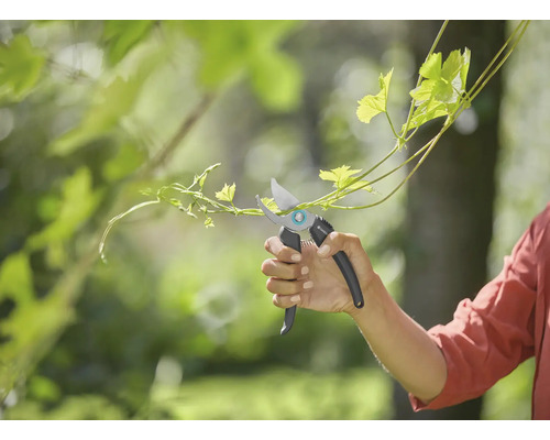 Hand skär skott med trädgårdssax